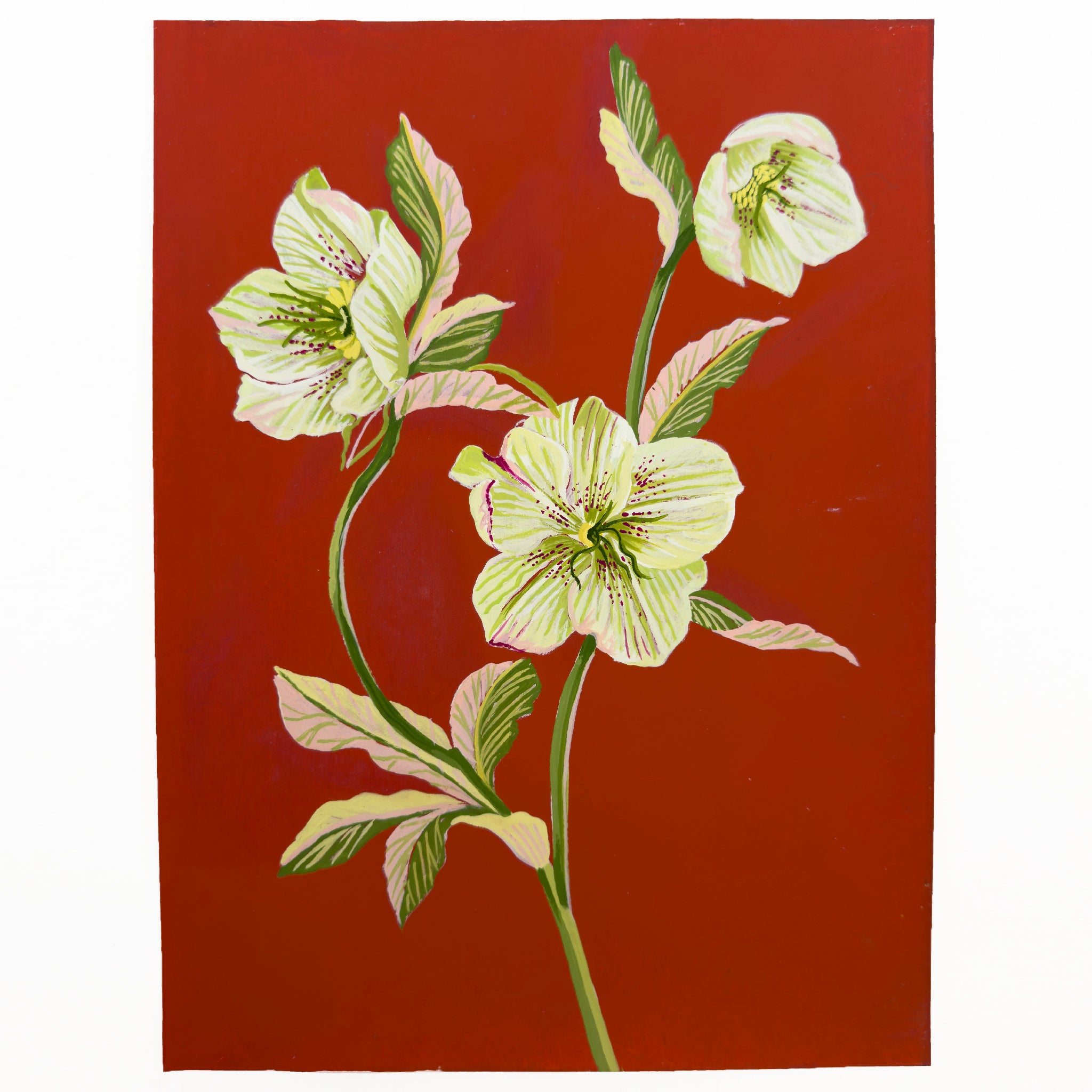 HELLEBORE STUDY on red 8" x 11"