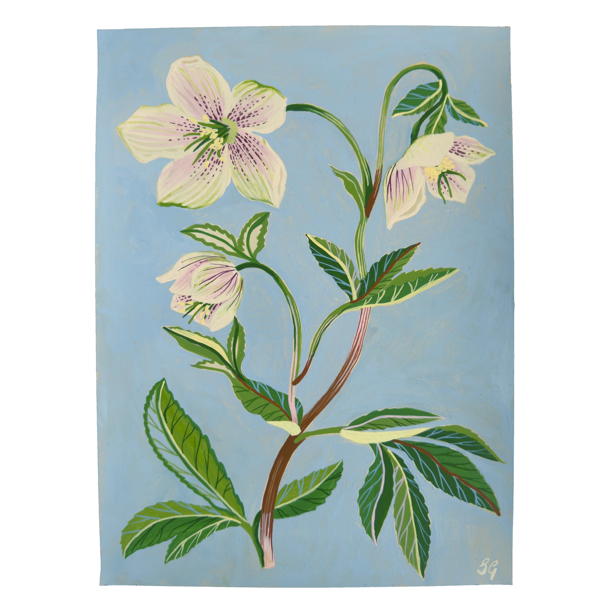 SPRING HELLEBORES no.2 on pale blue 9"x12"