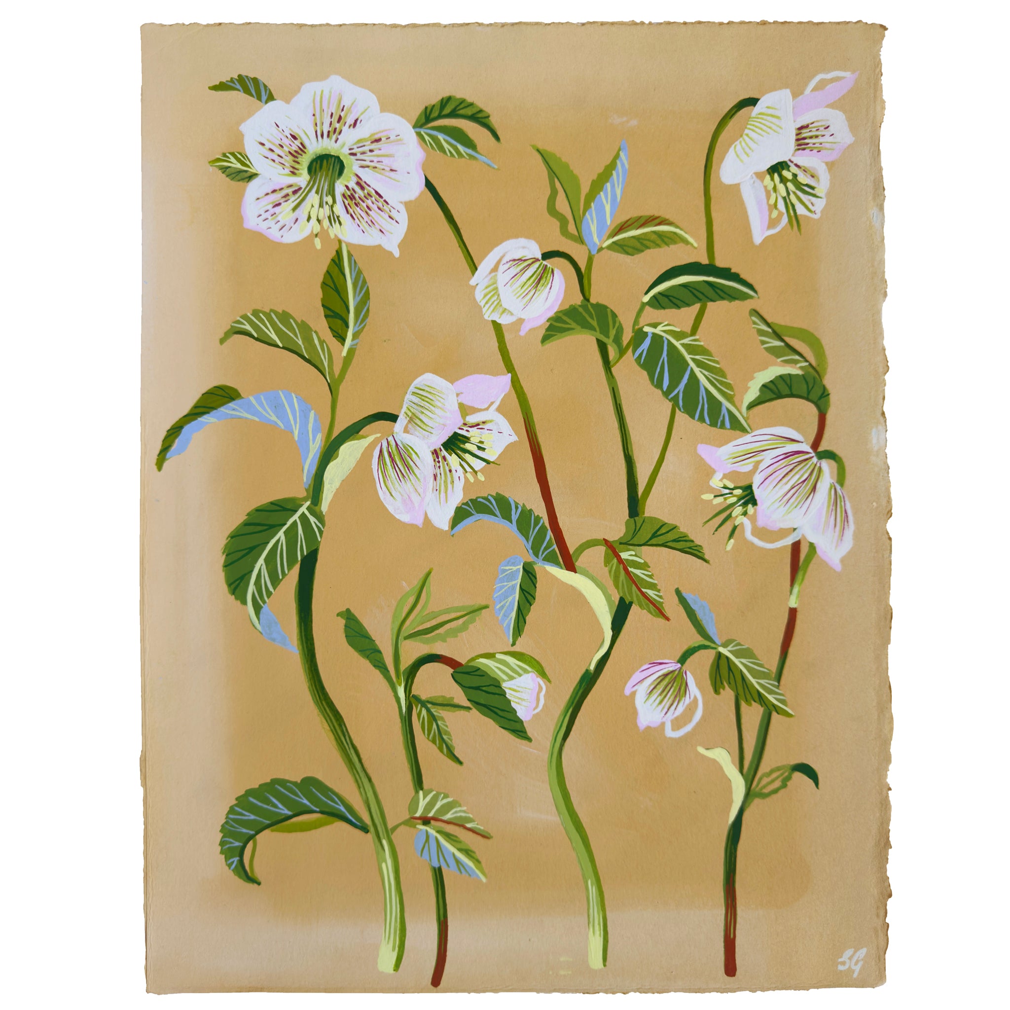SPRING HELLEBORES no.1 on pale ochre 11.25"x15"