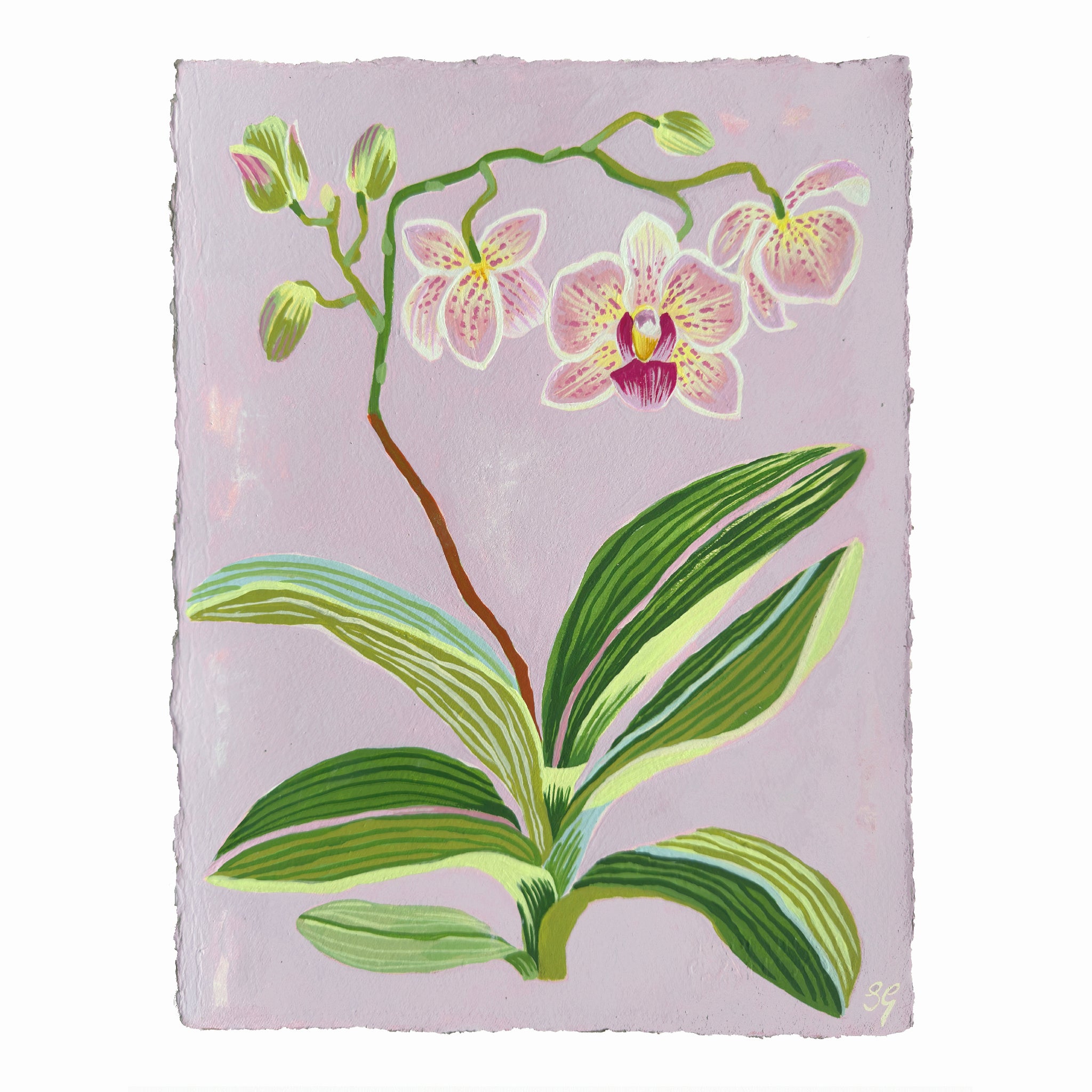 ORCHID STUDY on lilac 8.5" x 11.25"