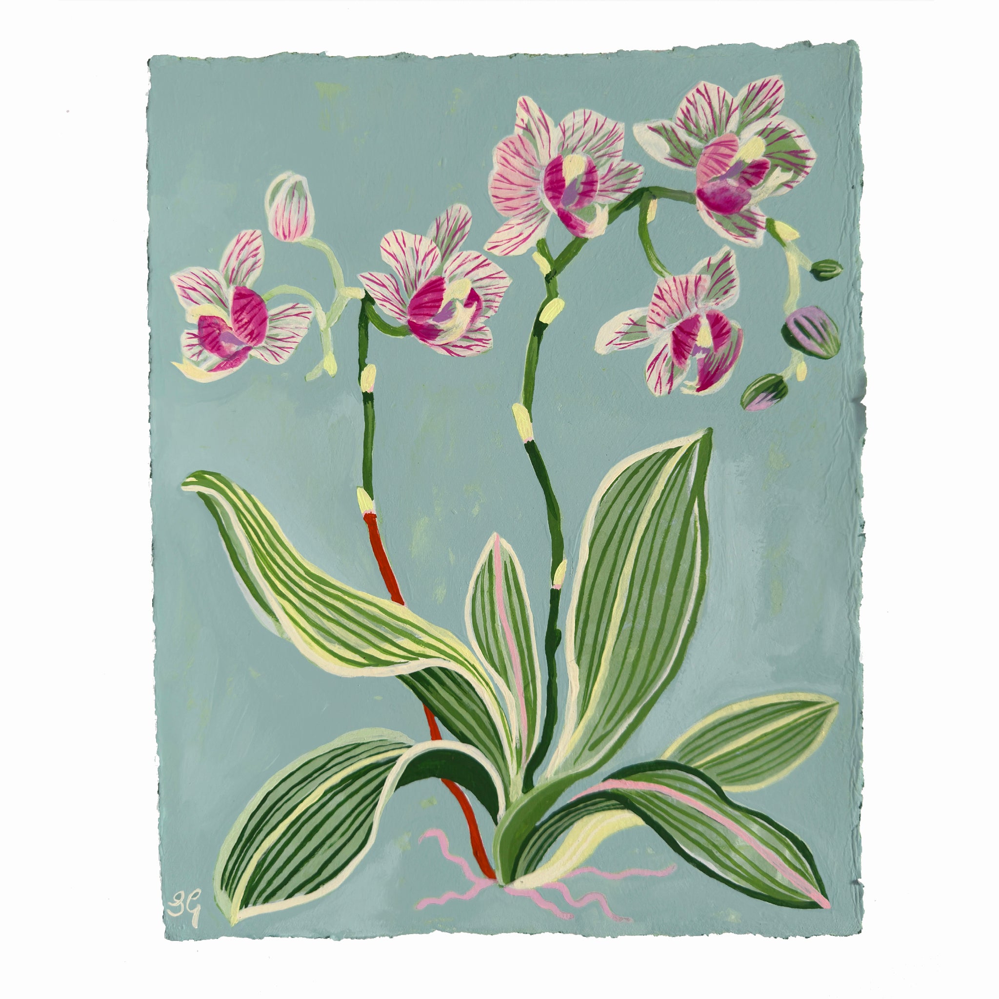 ORCHID STUDY on french blue 8.5" x 11.25"