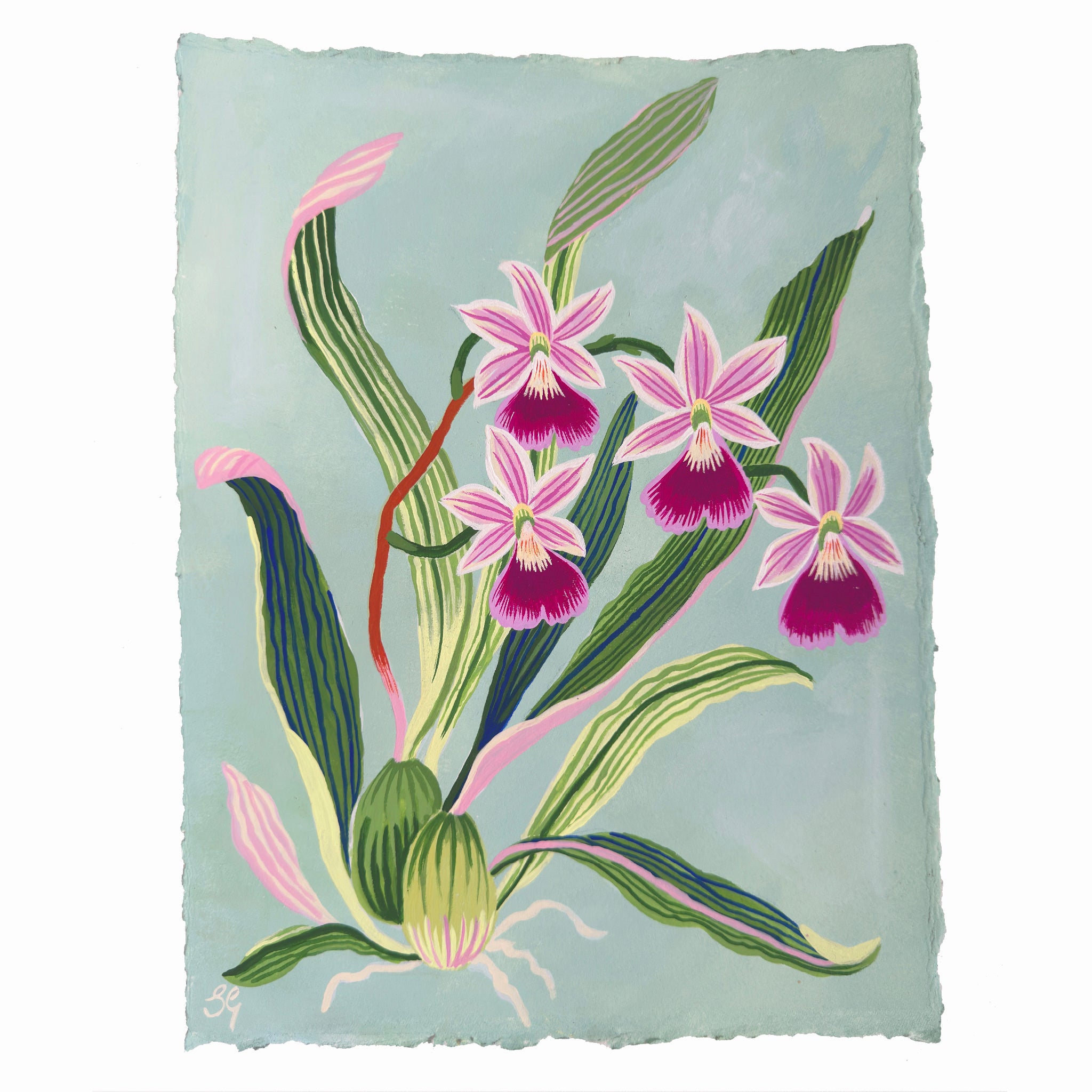 ORCHID STUDY on dusty blue 8.5" x 11.25"