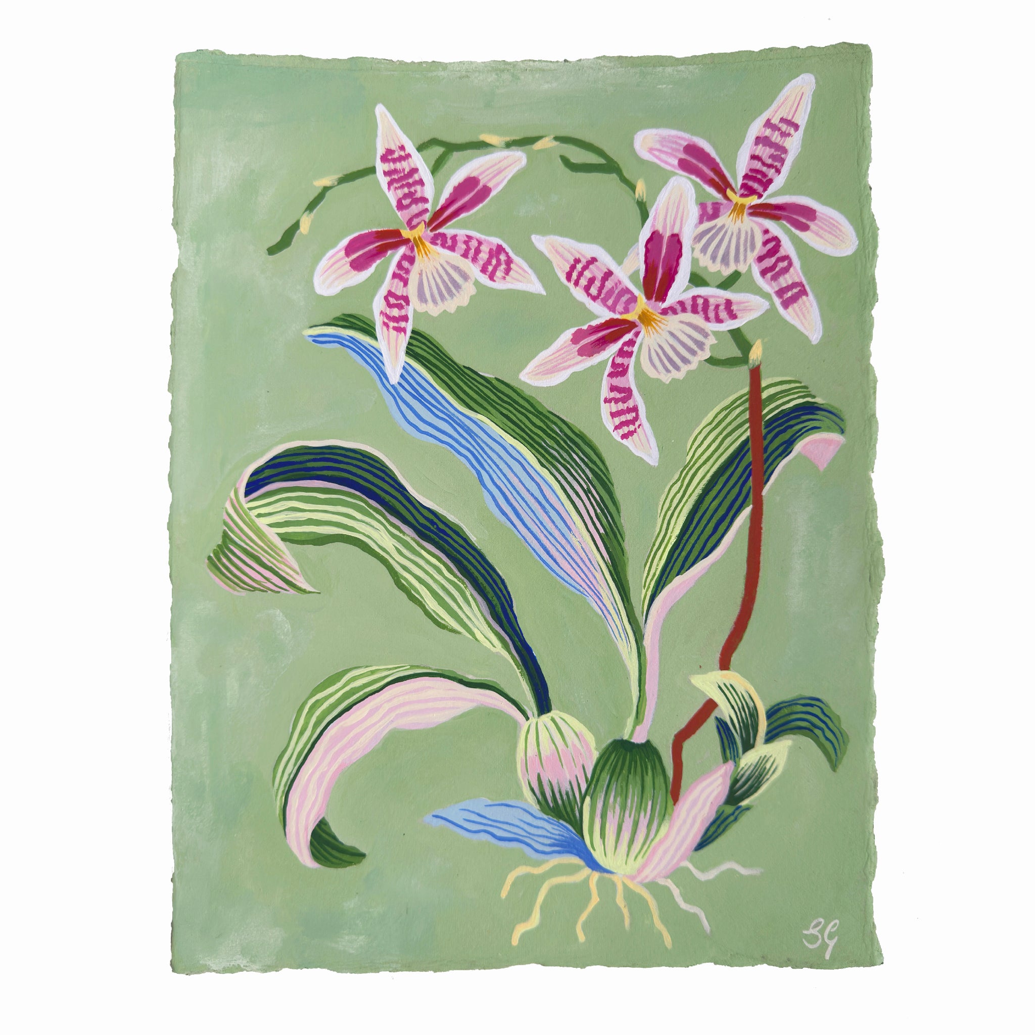 ORCHID STUDY on soft jade 8.5" x 11.25"