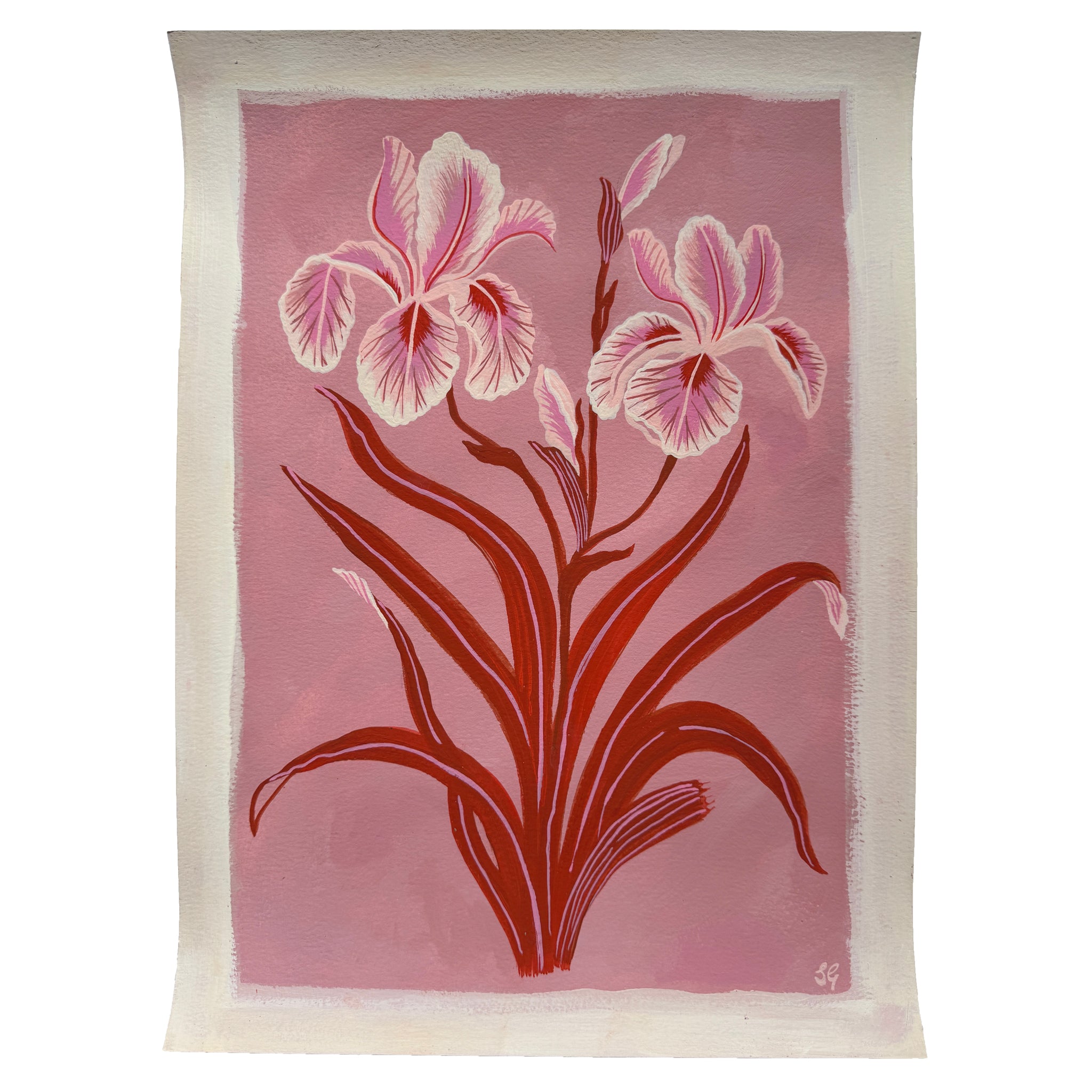 IRIS in pink & red 11"x15"