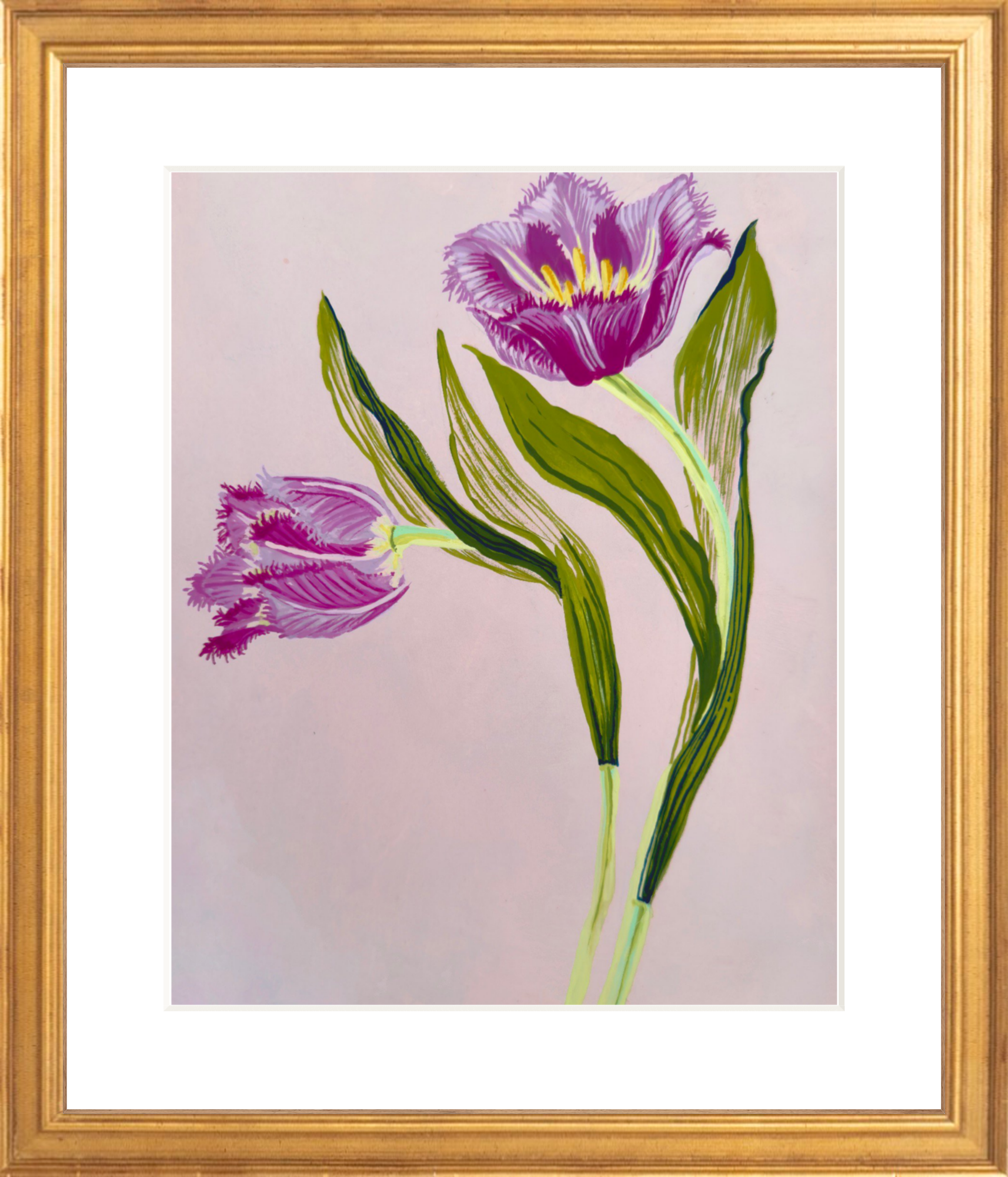 FRILLY TULIP STUDY on pink 8" x 11"