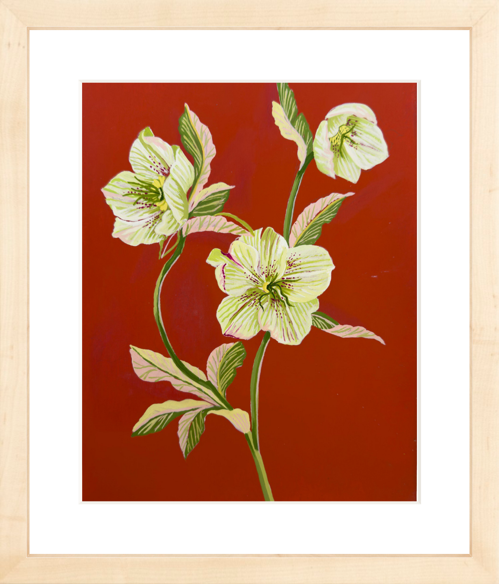 HELLEBORE STUDY on red 8" x 11"