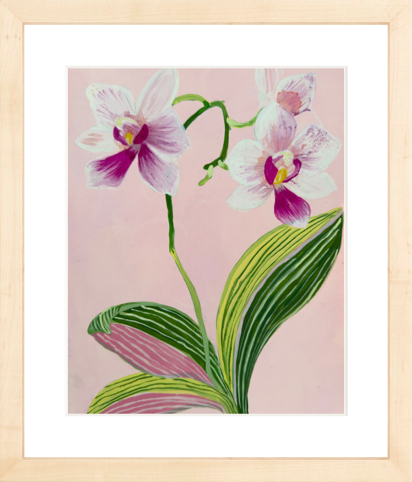 ORCHID STUDY on pale pink 8" x 11"