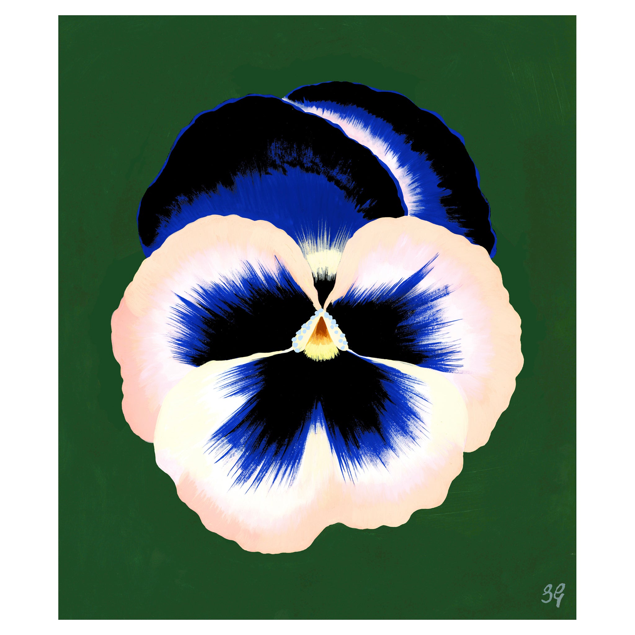 PANSY BLOOM no.5 10.55" x 13.55"