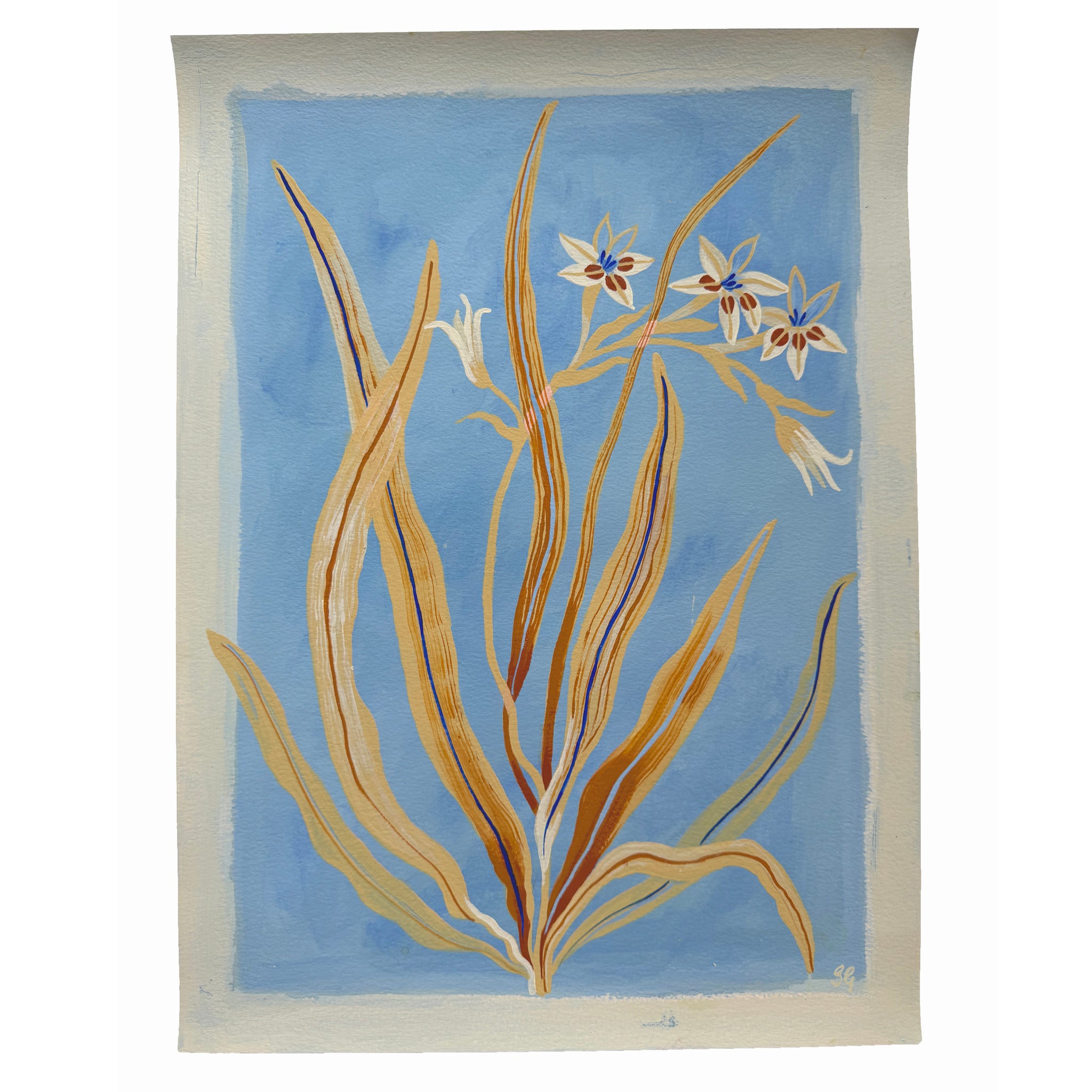 BABIANA TUBULOSA in pale blue & warm ochre 11"x15"
