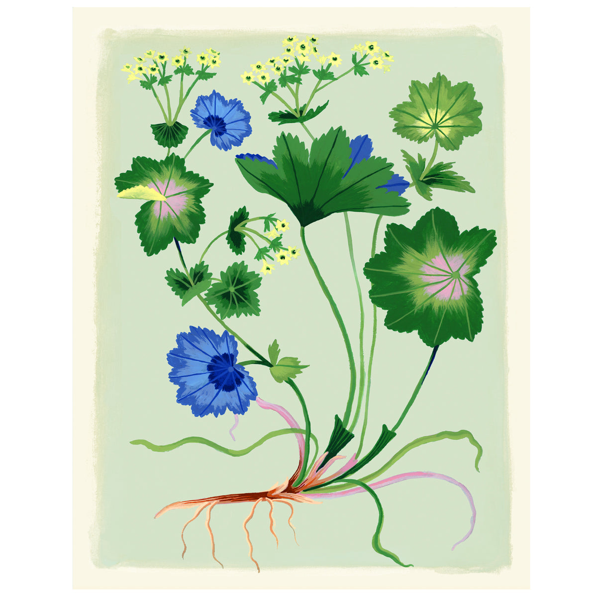 LADY'S MANTLE Special Edition Giclee Print 11"x14"