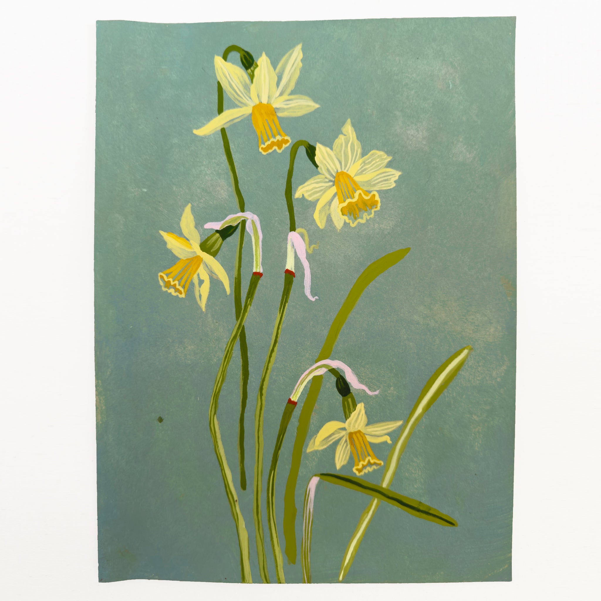 NARCISSUS STUDY 8" x 11"