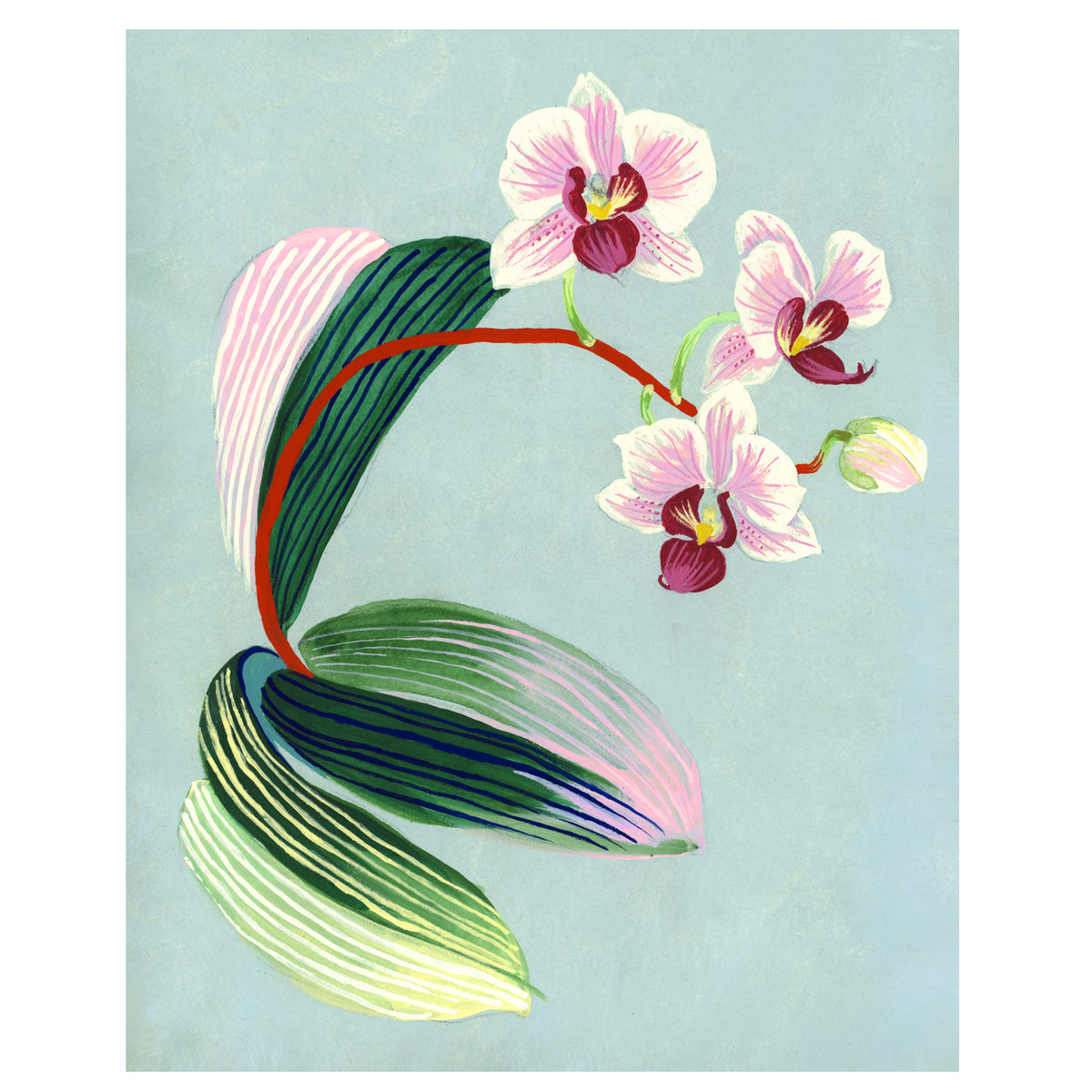 ORCHID STUDIES set of two Giclee Prints 8"x10"