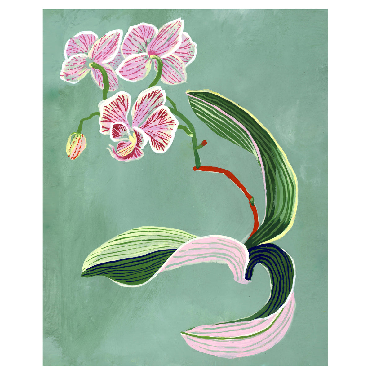 ORCHID STUDIES set of two Giclee Prints 8"x10"