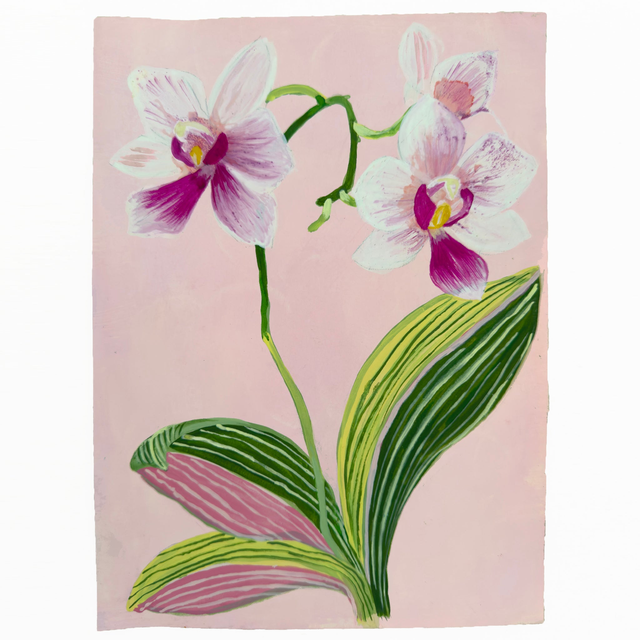 ORCHID STUDY on pale pink 8" x 11"