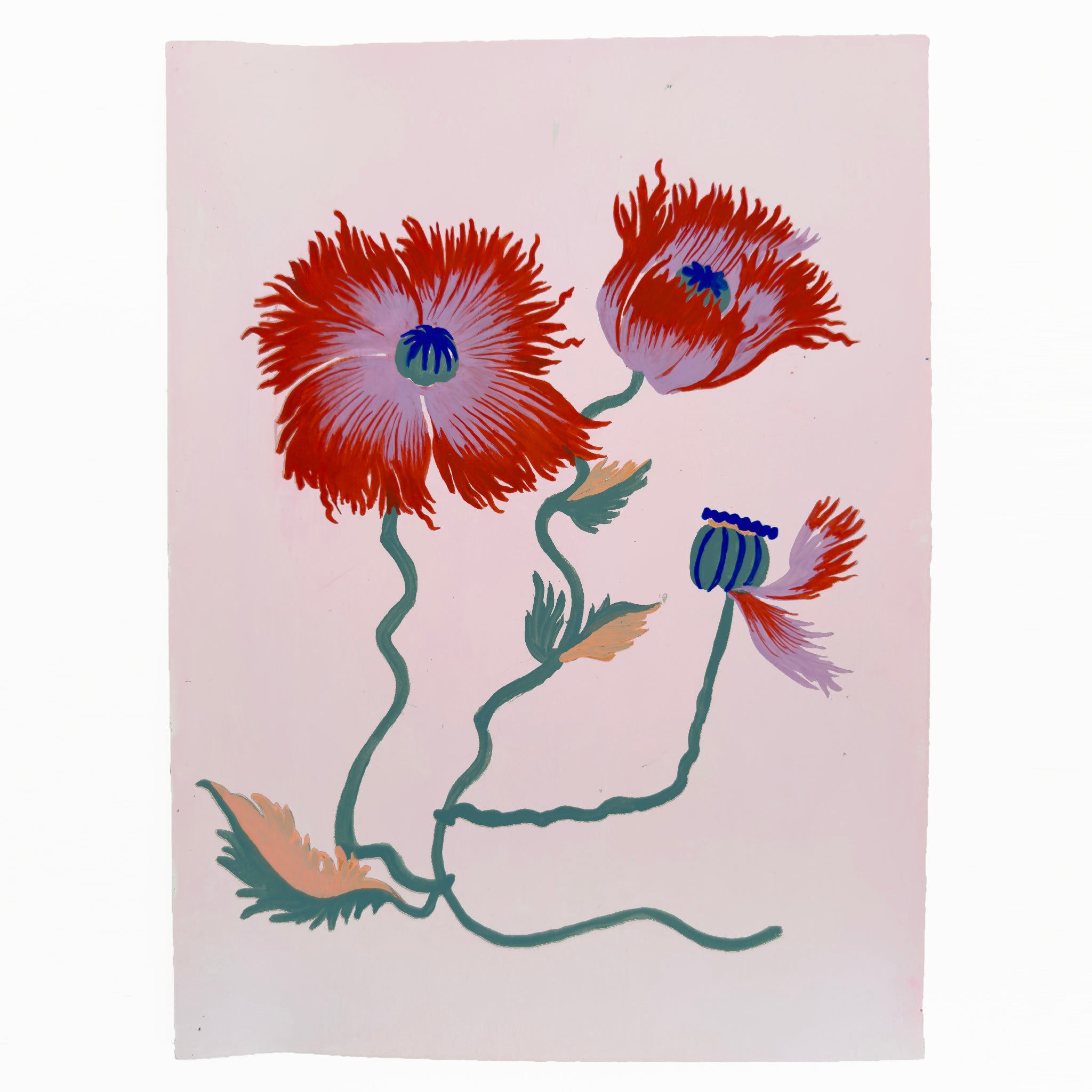 FRILLY POPPY STUDY 8" x 11"