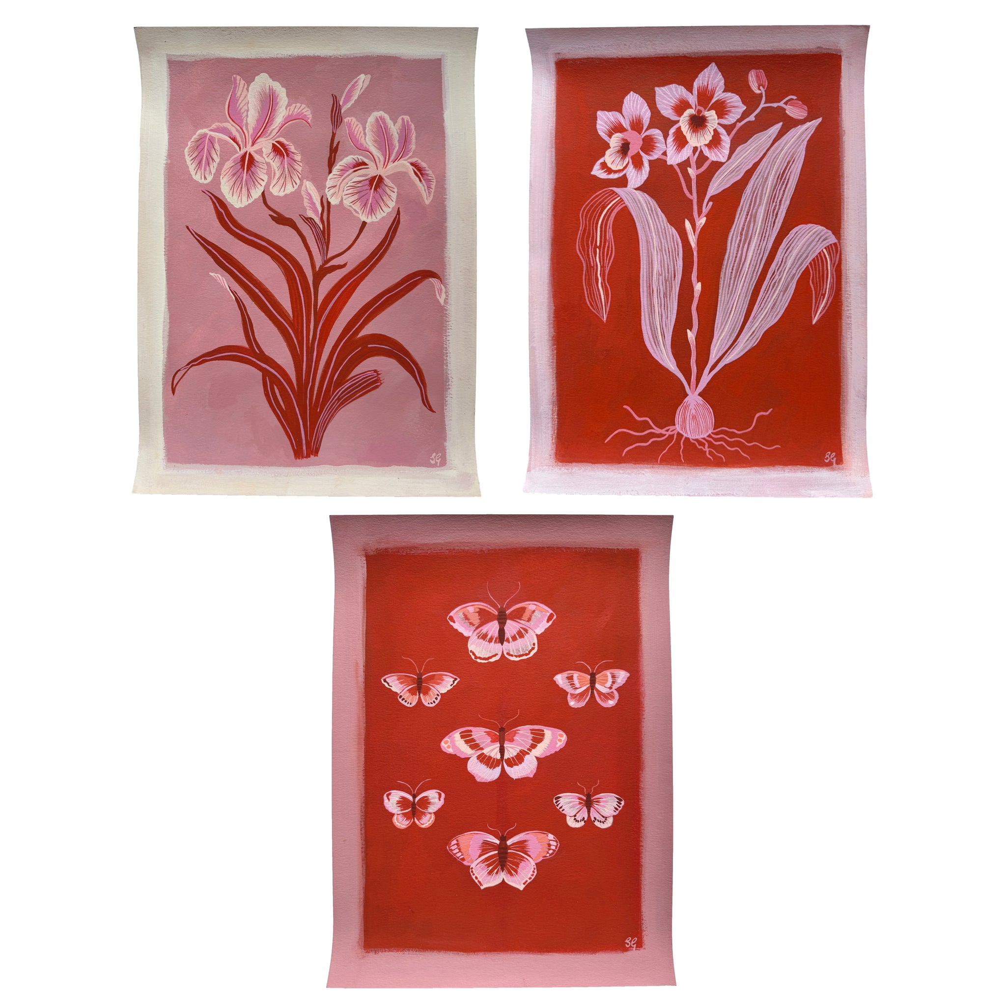 IRIS in pink & red 11"x15"