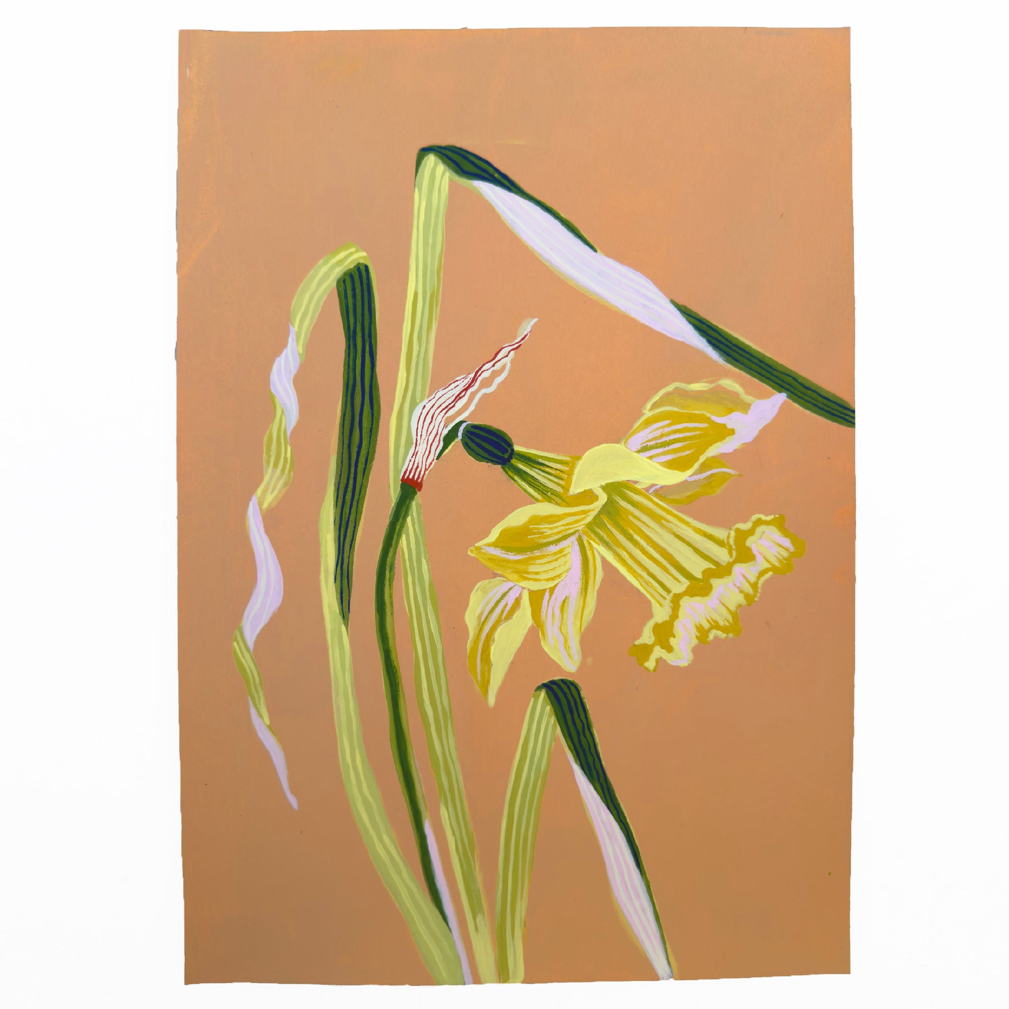 DAFFODIL STUDY 7.75" x 11"