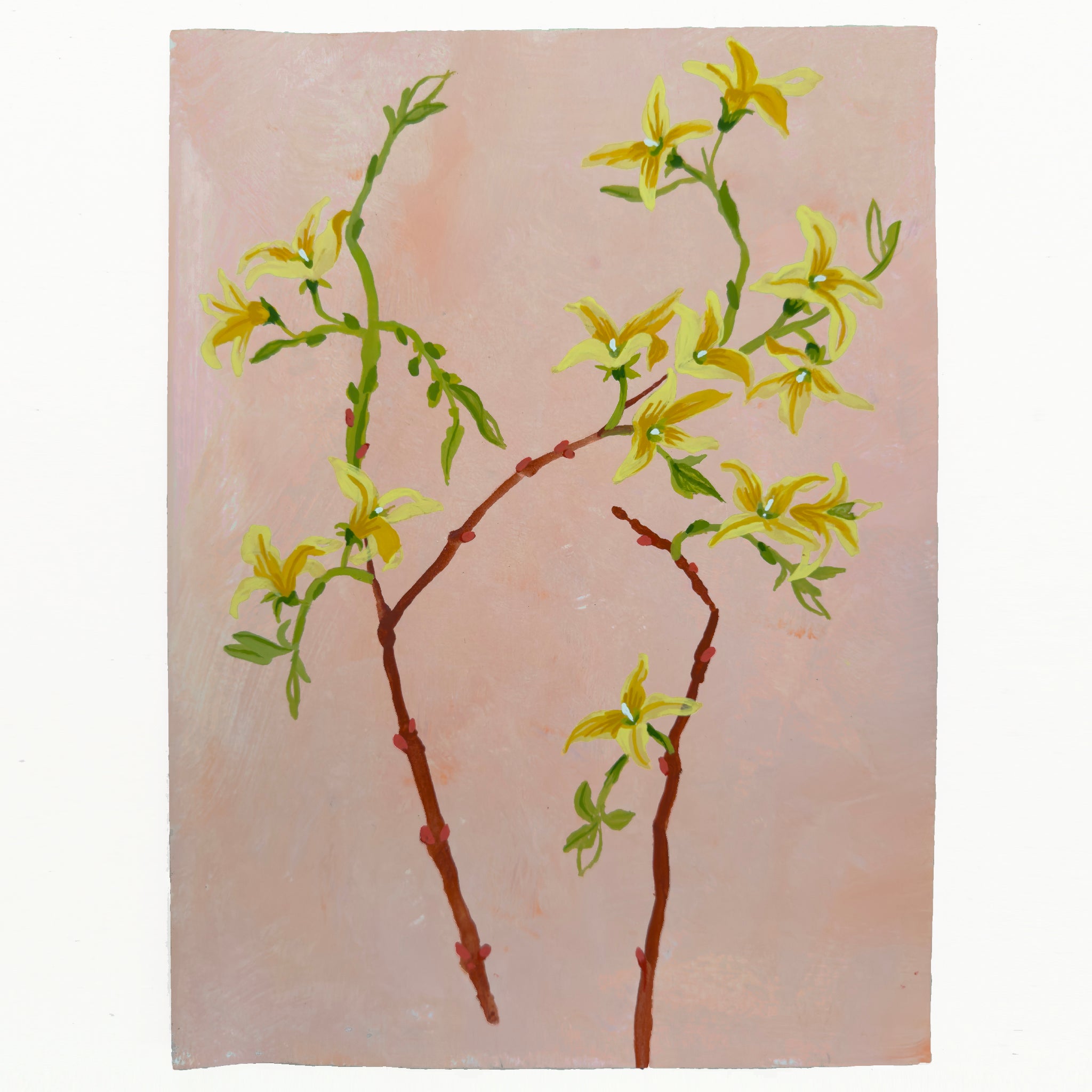 FORSYTHIA STUDY 8" x 11"