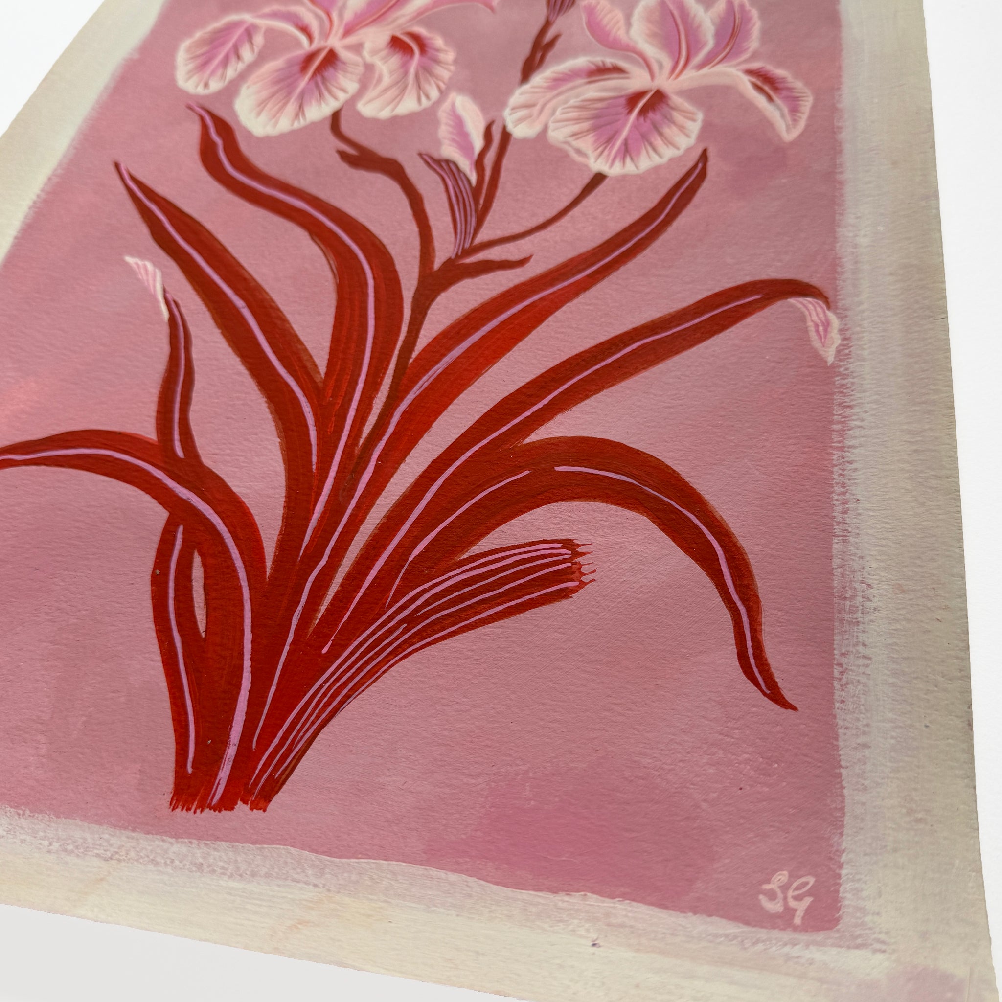 IRIS in pink & red 11"x15"
