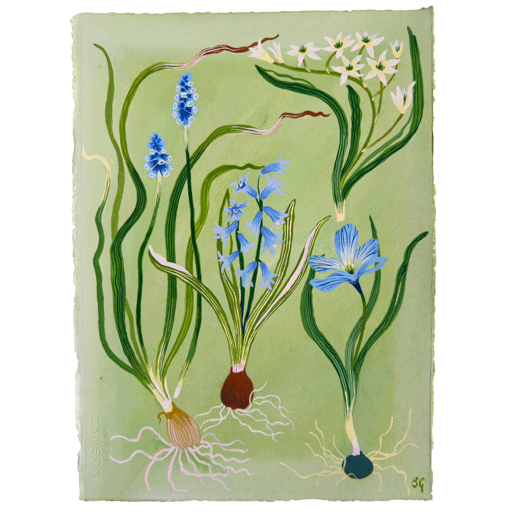 SPRING BULBS on soft green 11.25"x15"