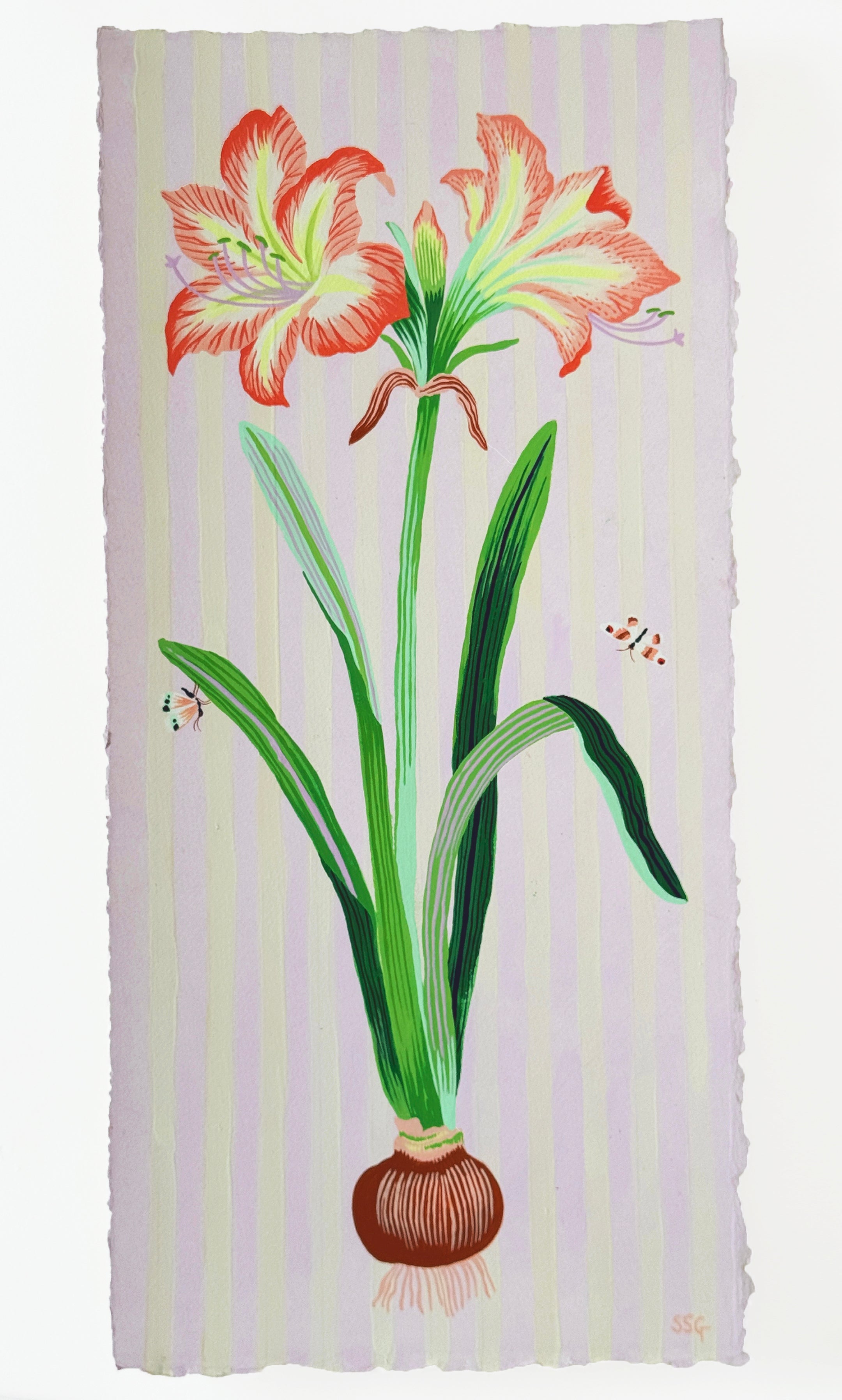 AMARYLLIS 9.5" x 20.4"