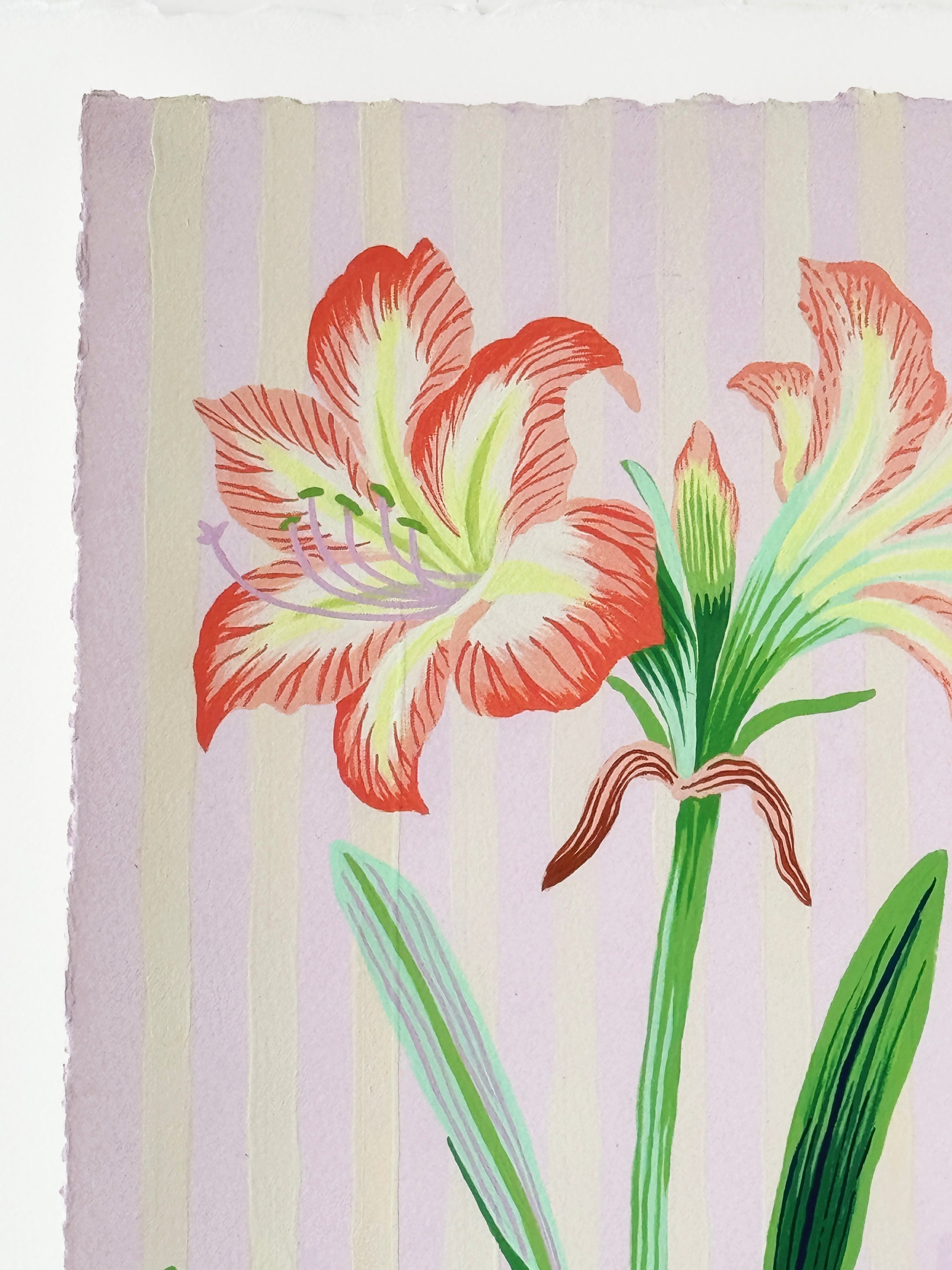 AMARYLLIS 9.5" x 20.4"