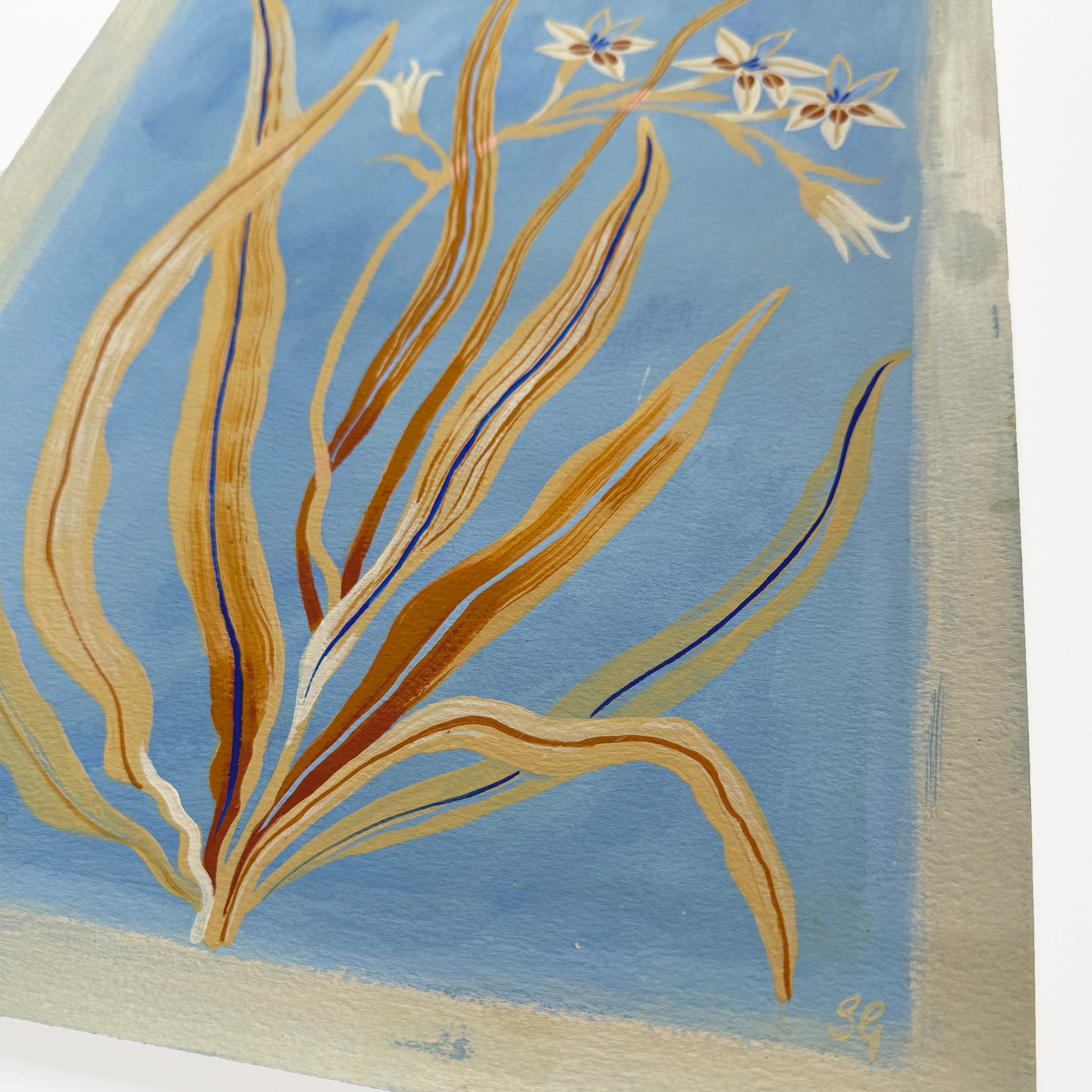 BABIANA TUBULOSA in pale blue & warm ochre 11"x15"