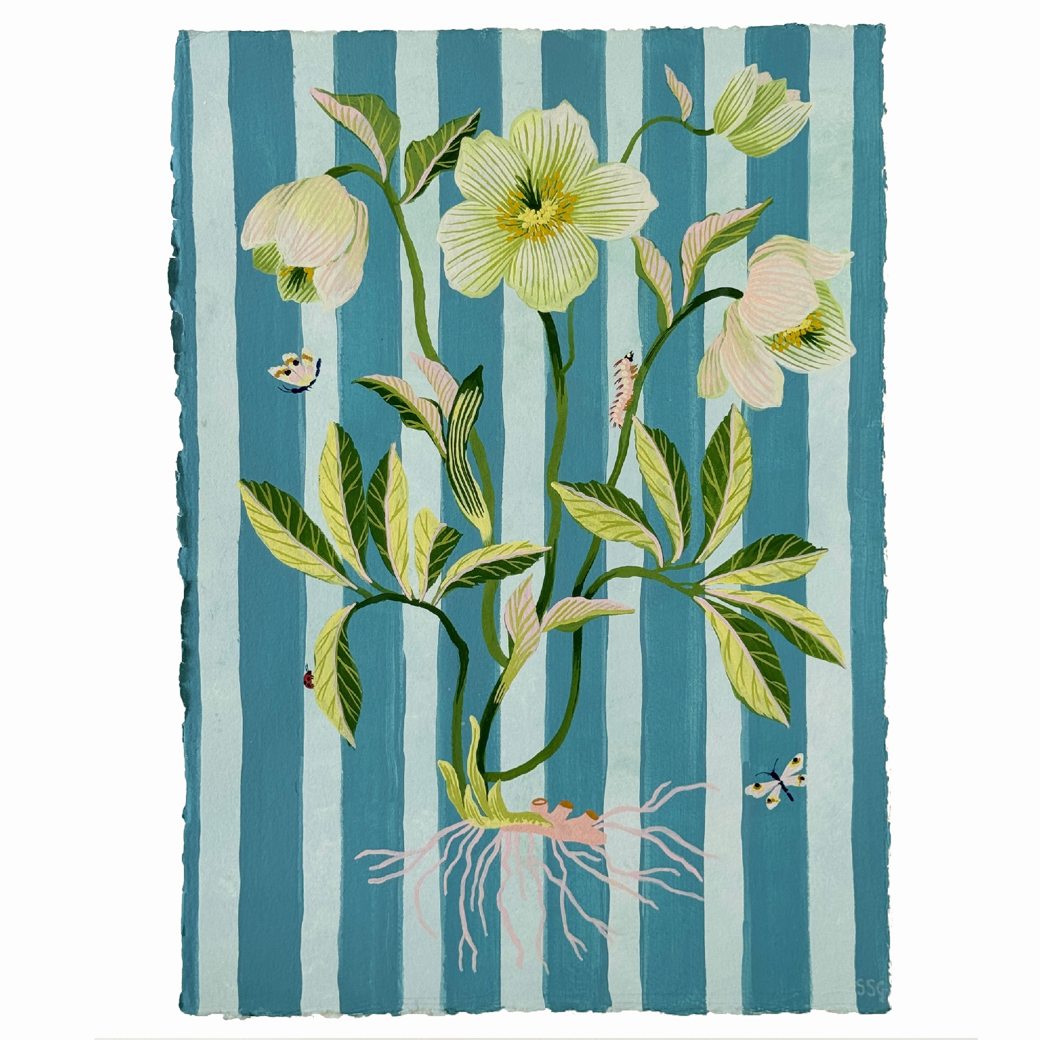 HELLEBORE STRIPES 11" x 15.2"