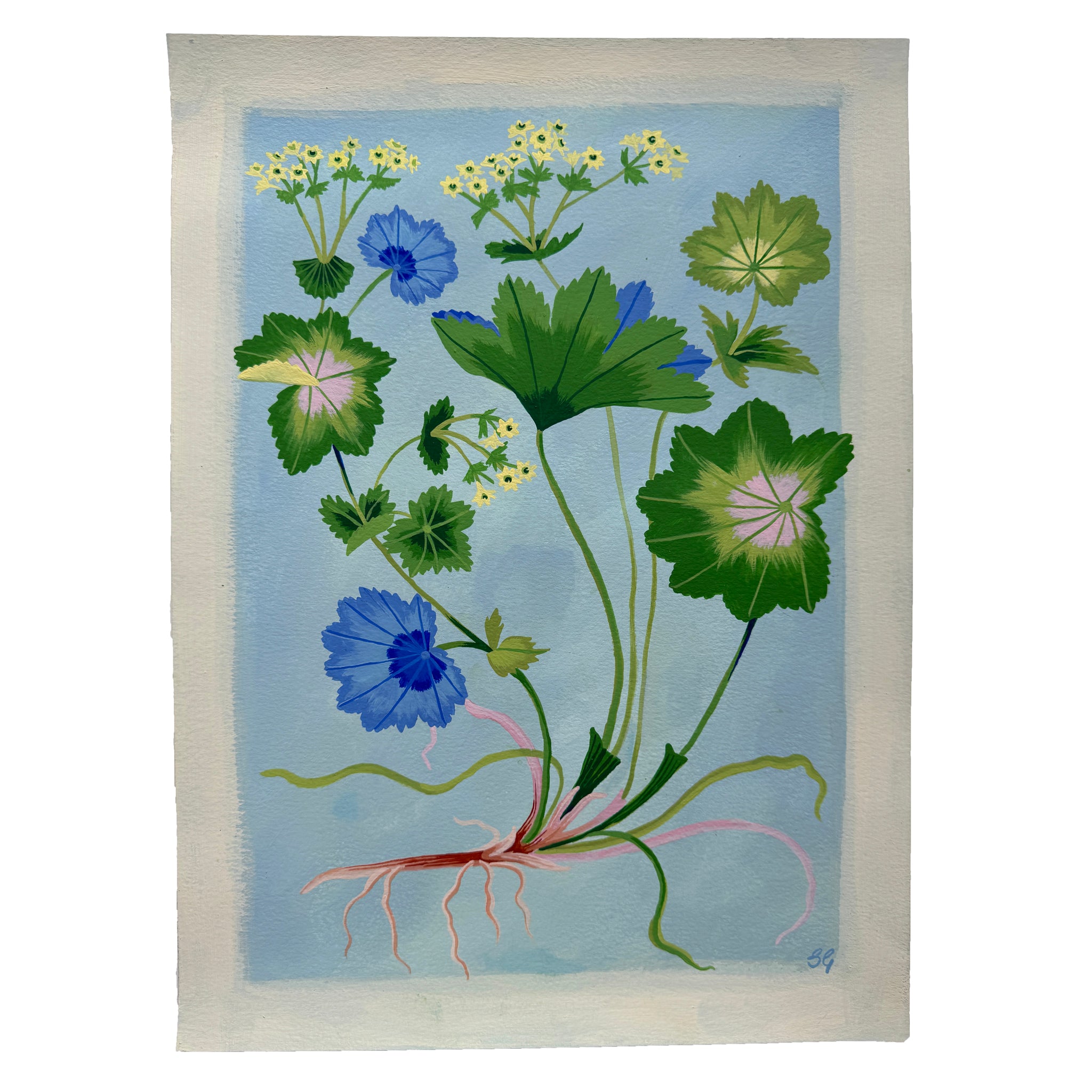 LADY'S MANTLE 11"x15"