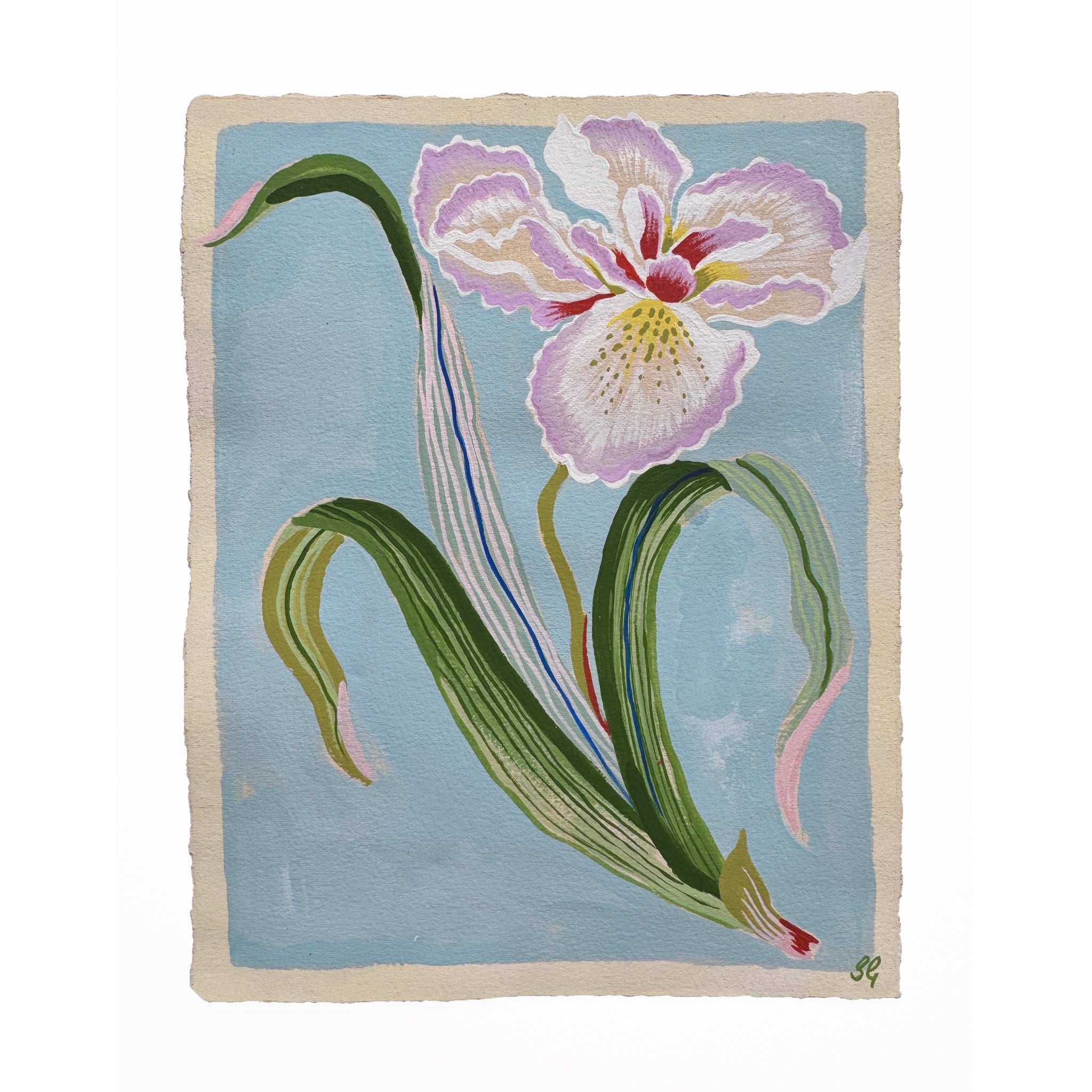 PEACOCK IRIS study on pale blue 7.5"x9.5"