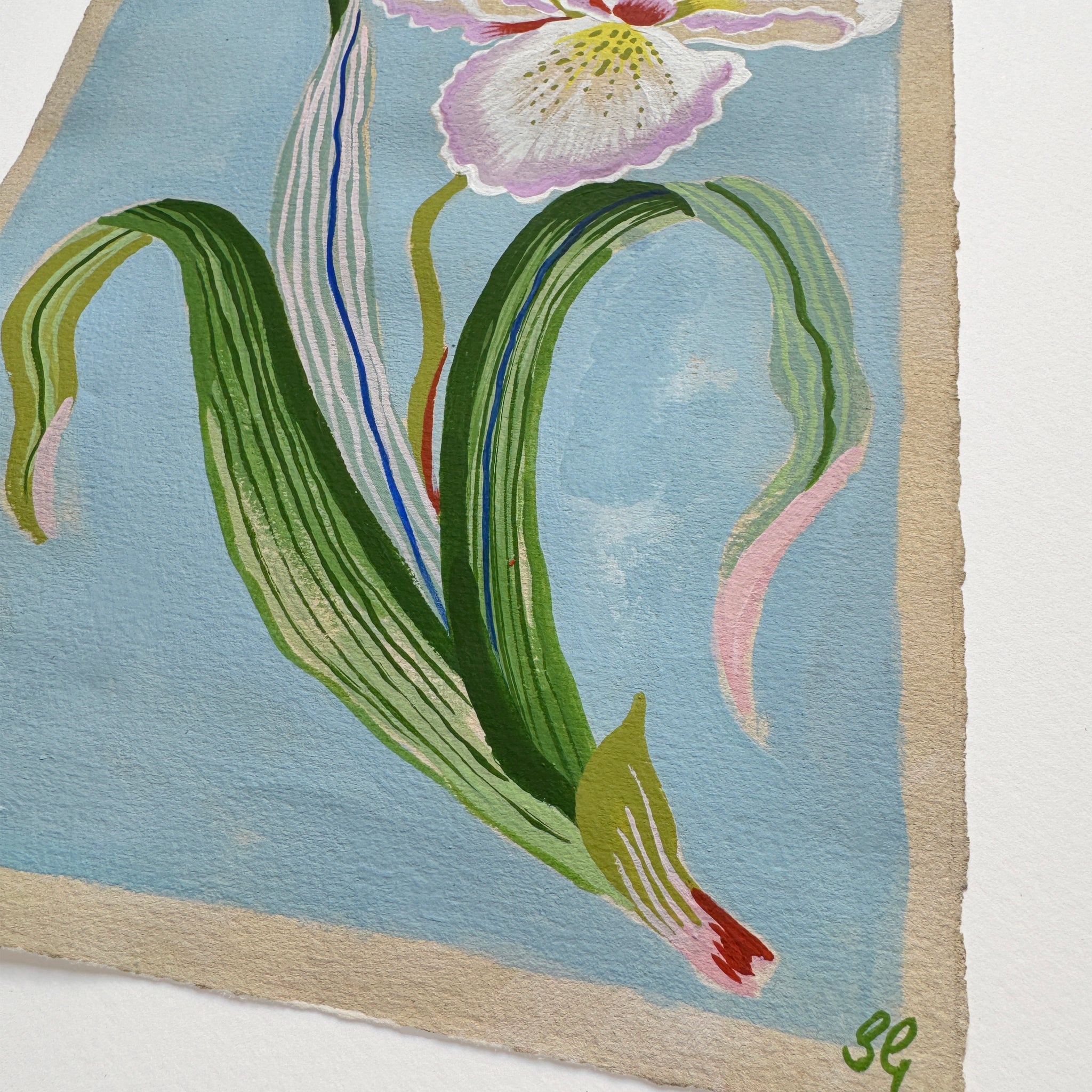 PEACOCK IRIS study on pale blue 7.5"x9.5"