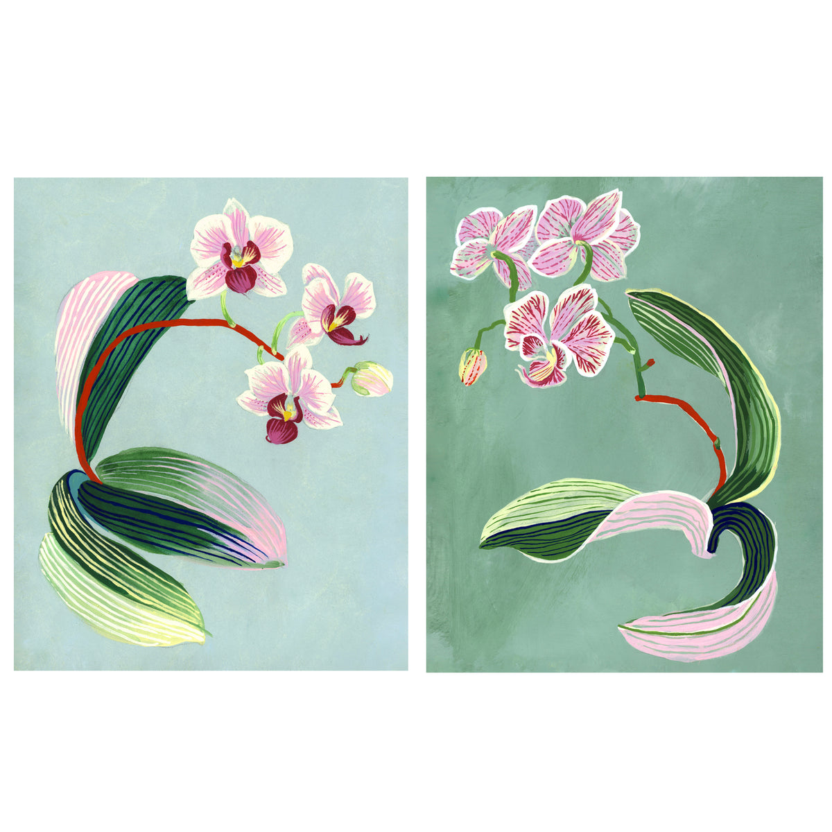 ORCHID STUDIES set of two Giclee Prints 8"x10"
