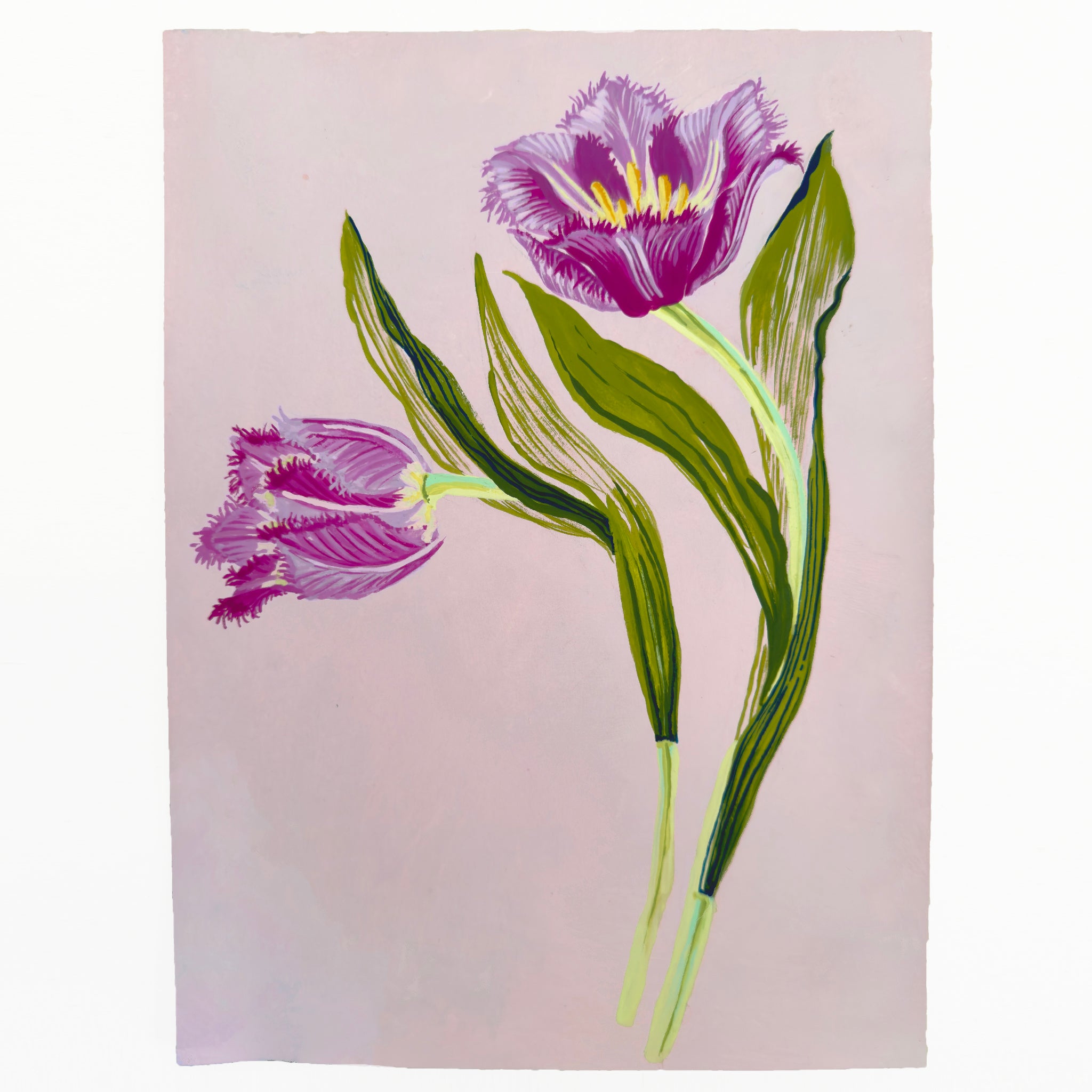 FRILLY TULIP STUDY on pink 8" x 11"