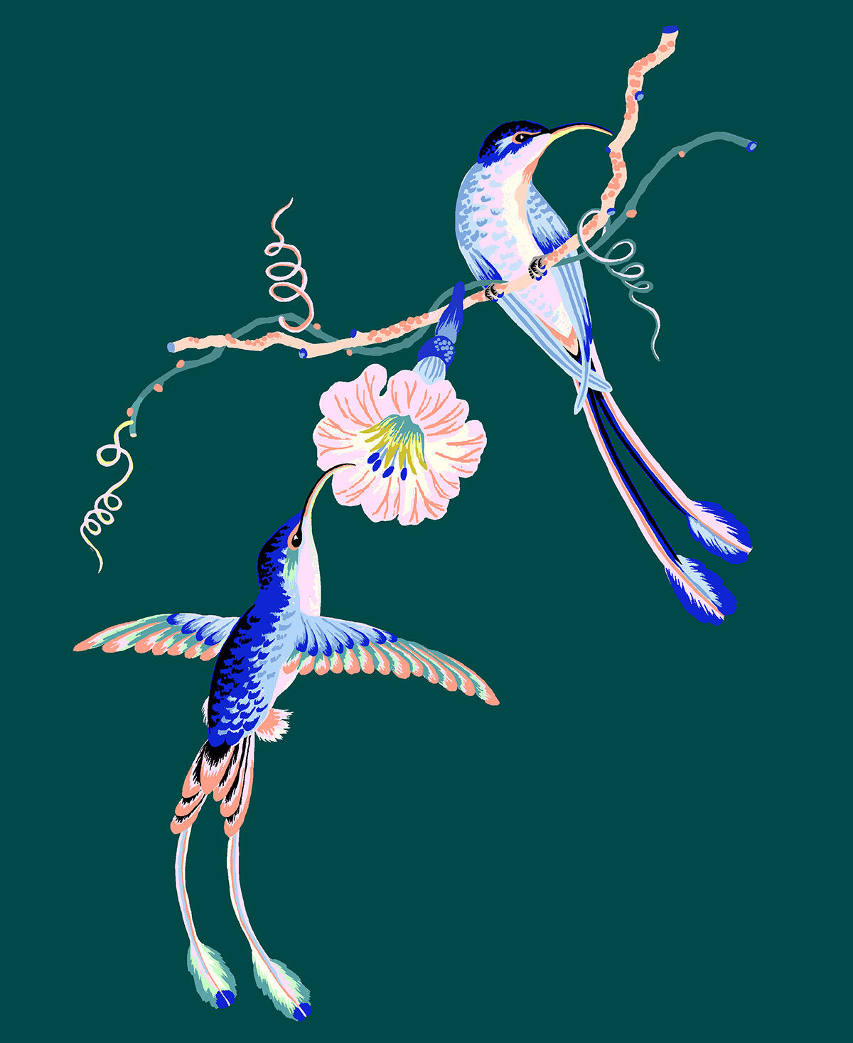 HUMMINGBIRDS  8" x 10" in 2 color options